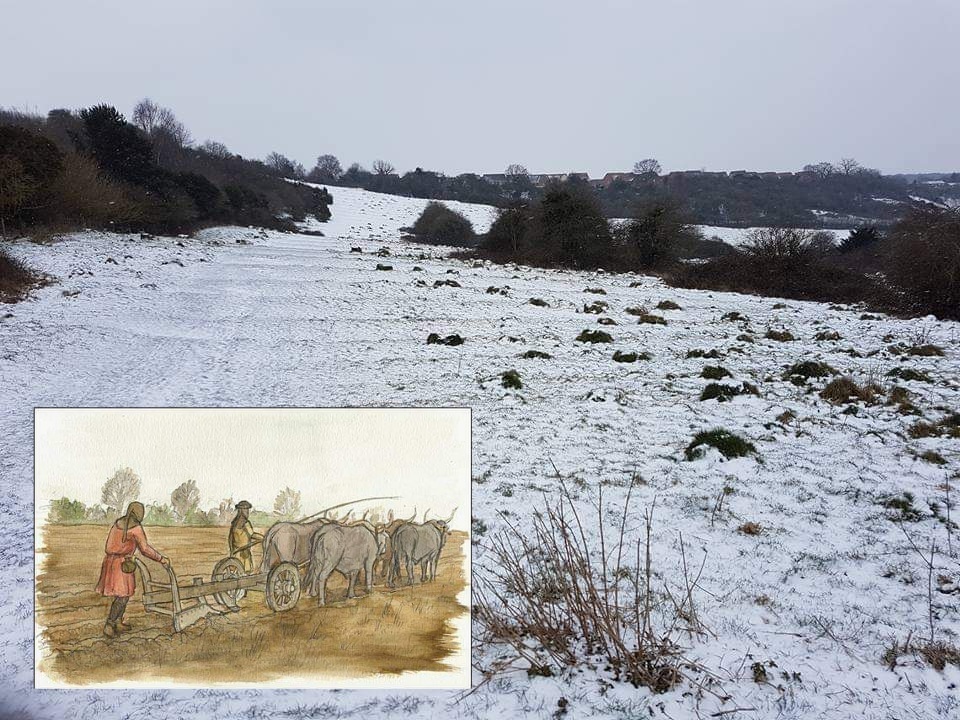 The medieval ridge and furrow with, inset, the plough in action