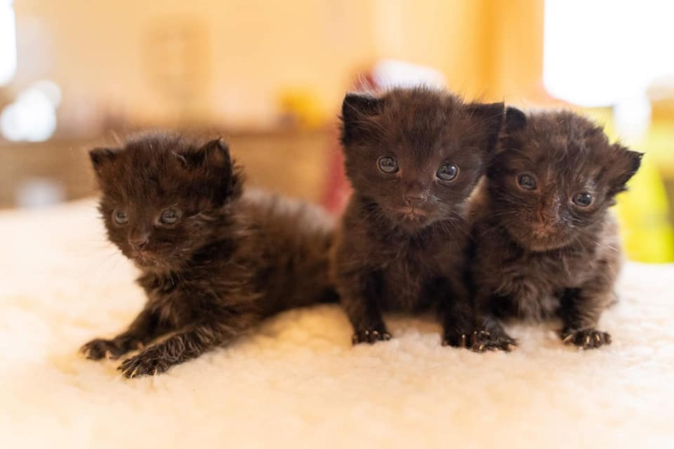 Three rescued kittens left on a doorstep are melting hearts online